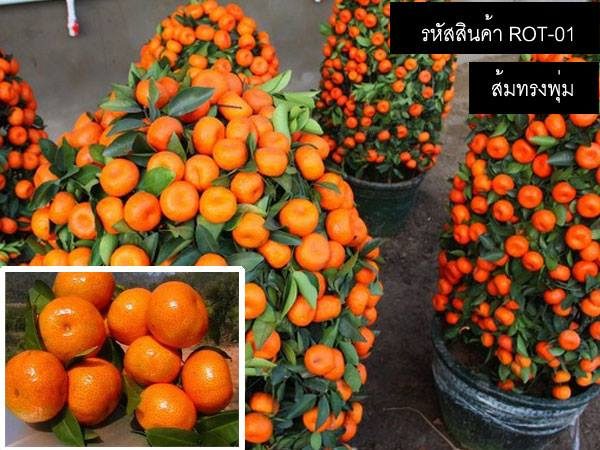 ส้มทรงพุ่ม