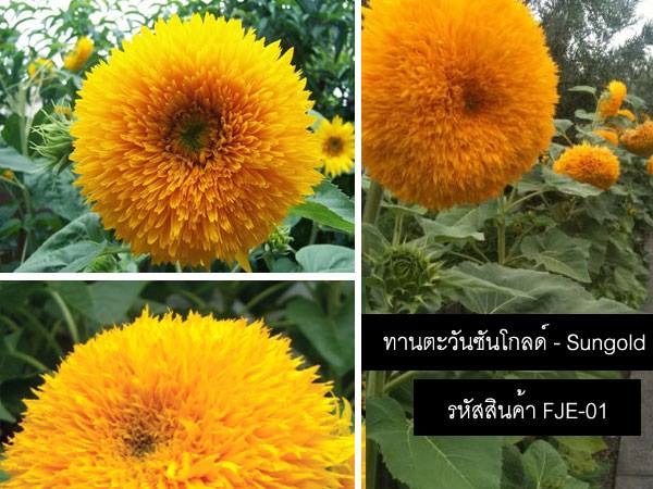 เมล็ดพันธุ์ทานตะวันซันโกลด์ - Sungold Sunflower