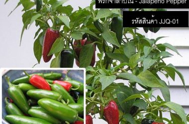เมล็ดพันธุ์พริกจาลาปิโน