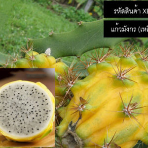 เมล็ดพันธุ์แก้วมังกร(เหลือง) - Yellow Dragon Fruit